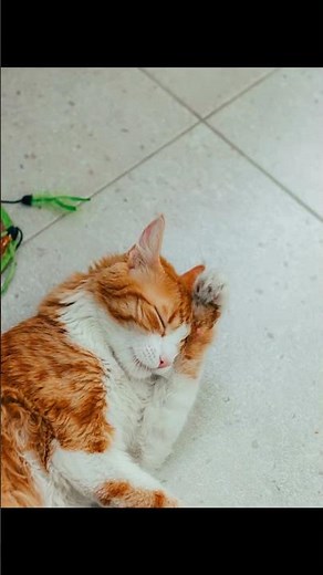 The Secret Healing Power of Your Cat's Purr!