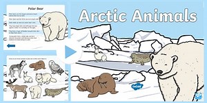Winter Arctic Animals Habitat PowerPoint