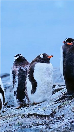Watch Penguins Turn Antarctica Into a Water Park 🐧