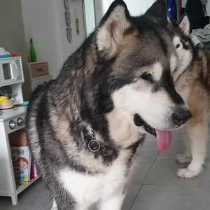 124K views · 8K reactions | How to ambulance  First stop and listen... be one with the siren, then do a quick warm up 2 tiny howls should do the trick ✔ And your good to go  Don't forget to be as loud as possible so that everyone will hate your parents because we live in an apartment building and your too loud luna! 臘‍♀️ | Alaskan wolfdog | Facebook