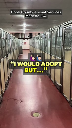Adopt a Shelter Dog: Save a Life Today