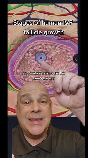 stages of egg and follicle development for ivf #infertility #ivf #folliclescan #eggs #embryo #yourpage #foryour #xyzbca #greenscreenvideo