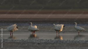 Coscoroba swans in the wilderness. Ansenuza National Park. Beautiful sunset light on a lake. 4k. Slow motion video.