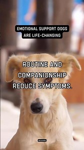 Dogs help regulate anxiety daily. Routine and companionship reduce symptoms.