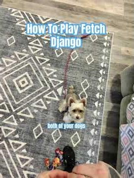 How To Play Fetch & The Cues We Use