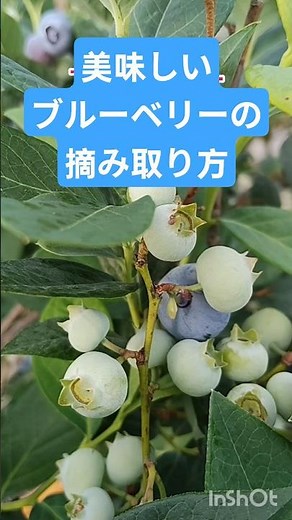 ブルーベリー摘み取り園で完熟の実の選び方、全体が真っ青、または紫色に染まっているものが甘くて美味しいです。裏側をチェック：実の付け根（軸のまわり）まで色が濃いものを選びましょう