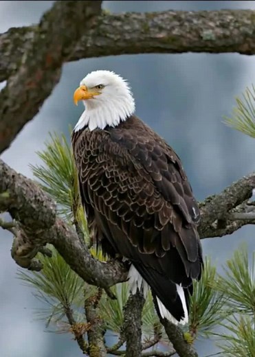 Bald Eagle Perched on a Pine Tree Branch