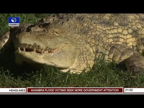 The Killer Crocodiles Of Lake Victoria | Eco@Africa |