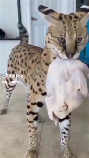 Vidéos de 🍉La Vulva Loca🍉 (@meavulva) avec son original - 🍉La Vulva Loca🍉