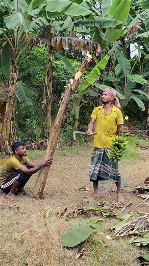 11K views · 33 reactions | Banana stick cutting video (ep-123) | Explosion BD | Facebook