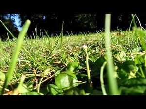 Këngë labe - Ç'është dashuria