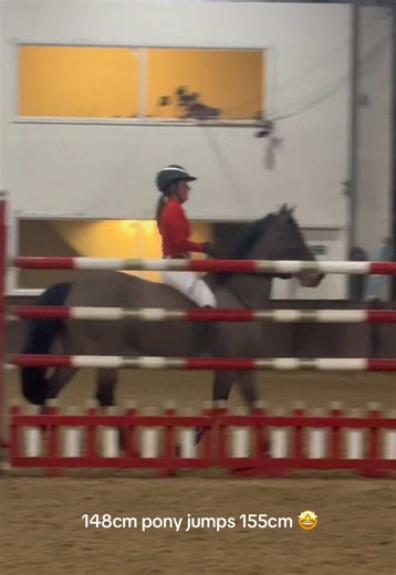 Jerry the Pony: The Iconic Jumping Legend