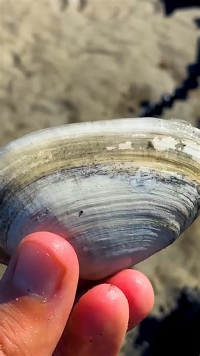 Squirting clams?! Time to dig to find them! #clams #ocean #tidepool #bravewilderness | Brave Wilderness