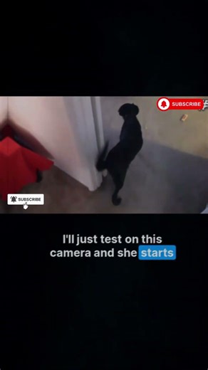 Dogs That Saw Something Their Owners Couldn’t See