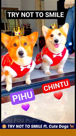 आज चिंटू और पिहू को लाल वाले कपड़े मिले ❤️ Cute funny dogs 🥳 dog videos #funnydogs #pets