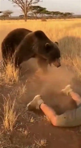 Panther Saves Tourist From Bear Attack | Raw Safari Footage #aivideo #animals #wildliferescue
