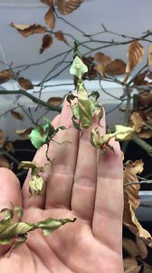 13M views · 208K shares | Green Phyllocrania paradoxa (Ghost Mantis) More Bugs Videos on Youtube: InsecthausTV www.youtube.com/insecthausTV Bugs and Science Watch in HD | Bugs and Science | Facebook