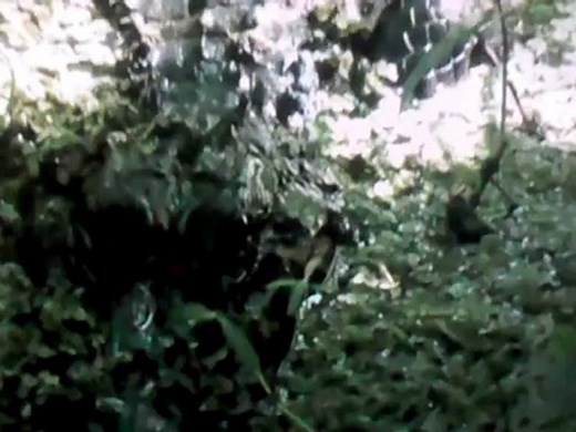 Python & Crocodile amazing fight (HD)