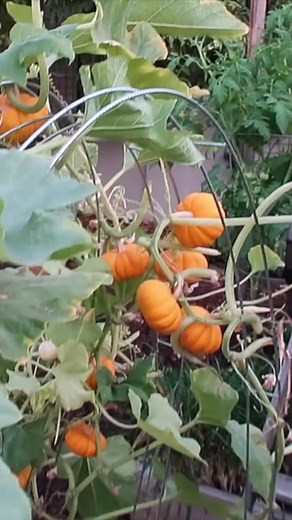 DIY Vertical Gardening: Using Ladder Mesh Blocks for a Cheap Garden Trellis