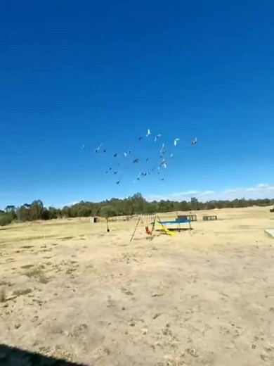 Pigeons in Flight: Captivating Bird Behavior
