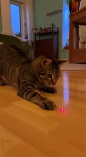 Hilarious Cat Reactions to Laser Pointer Bird Teasing