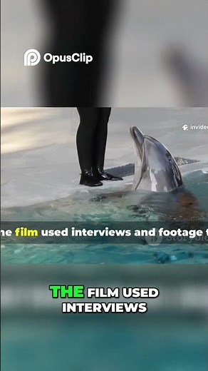 Blackfish Tilikum's Life of Trauma & Captivity