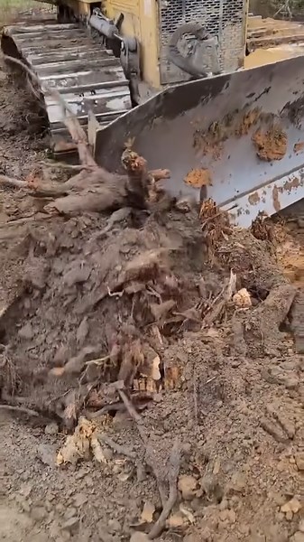 John Deere 450k Bull Dozer Popping HUGE Pine Stump