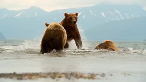 Why these marine species would instantly become apex killers in freshwater