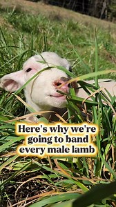 There are 1000 ways to raise sheep and what works for some doesn't work for others. 🐑 For us- no more ram lambs! We experimented this year and found the slightly better growth rate wasn't worth all of the cons associated with more rams around 🫣 Sorry boys! There's only room for one ram and that's Marbles 😁 As always, drop any questions you have below! #homesteadingcommunity #dairylambs #dairysheep #ramlambs #sheepmanagement #sheepflock | Mountain in the Mist