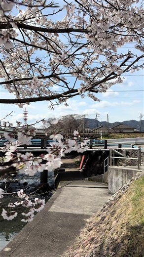 My view🌸 #japan #sakura #spring