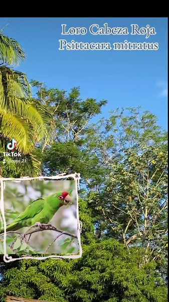 Lógico Cabeza Roja Psittacara mitratus #aves #avesbolivia #birds #birdsoftiktok #birdslove #santacruz #santacruzdelasierra🇳🇬 #bolivia