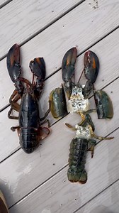 55K views · 259 reactions | Soft Shell Lobster sheds it’s own shell also know as a Shedder! 咽 #lobster | Louie Ryan | Facebook