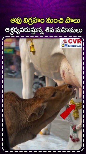 శివ మహిమలు ఆవు విగ్రహం నుంచి పాలు | God Miracle Viral Video | Milk Coming From Cow Statue | CVR OM
