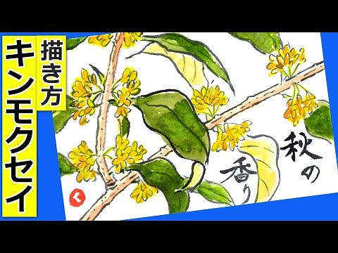 How to draw Osmanthus │Gardening Picture Letter Sketch│September, October, Autumn【Osmanthus】