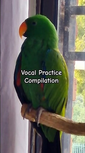 Vocal Practice Comp | Eclectus Parrot | Michelle Goosen #eclectusparrot #eclectus #birdsinging