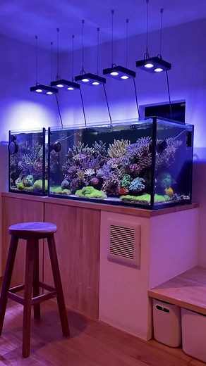 9.6K views · 184 reactions | Your aquarium deserves the very best...