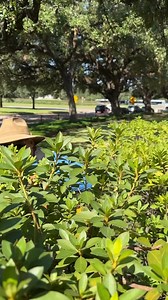 Meet the OG Survivor: Lystrosaurus! 😍 💪 Did you know that Lystrosaurus had one of the best survival rates in history? These little guys managed to flourish during the world's biggest extinction event — the Permian-Triassic extinction, which wiped out 70% of life on land. This underdog 'Shovel Lizard' used its flat shovel-like face, large front front, and incredible burrowing skills to survive and thrive, occupying an estimated 90% of vertebrate life on earth! So while dinosaurs may get all the