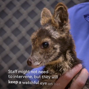 A baby musk deer has a bad limp, but the staff hopes it's only a sprain. | National Geographic Animals