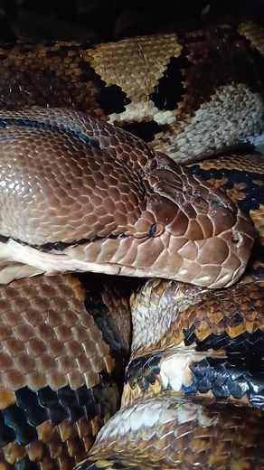 Tatapannya sinis banget 🤣 | Abdul Azis Albar