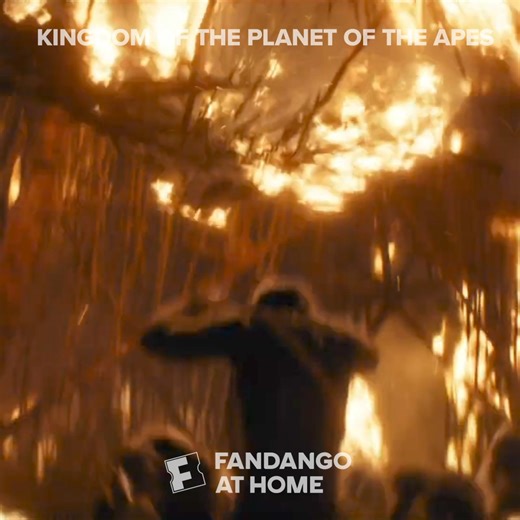 5.5K reactions · 486 shares | Planet of the Apes Saga continues. Watch at home today! | Fandango at Home | Facebook