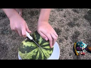 Watermelon Challenge Carolina Cross 7.0 How to Grow 60 FPS