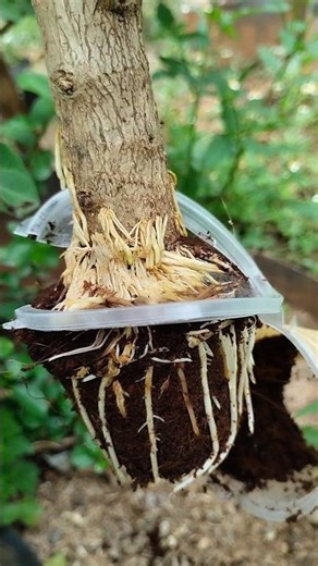 The results of two weeks of air layering.🌱 #airlayering #grafting #gardening #nature #craft #garden