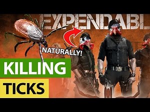 Most Natural Way To Kill Ticks and Chiggers - No Chemicals