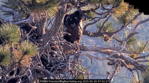 697K views · 24K reactions | Expanding the territory… Gizmo was up...