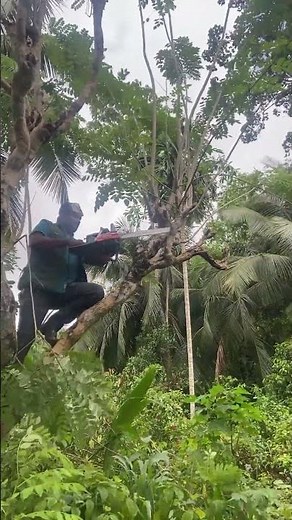 Easy Step-by-Step Guide to Cutting Tree Branches with a Chainsaw!