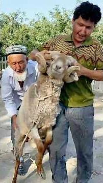 Uyghur Comedy - Uyghur Friends - Uyghur Village Life #Eidmubarak #Uyghur #Nature #Love #Cooking