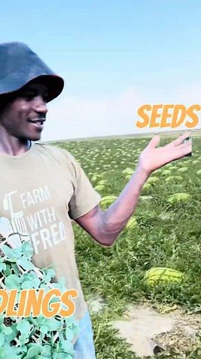 Watermelon seeds or seedlings Which is the best ? Watching this episode and learning https://youtu.be/cGHCUsY0obo | Farm With Fred