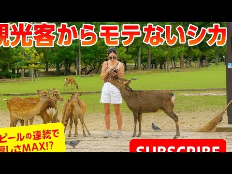 観光客がシカに囲まれた!?🦌 奈良公園のかわいい瞬間✨