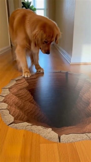 Dog reaction on our 3D Illusion Floor stickers