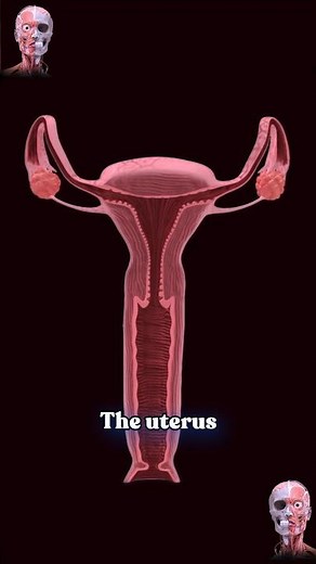 The uterus and vaginal canal inside | like you've never seen it before ✨‍♀️